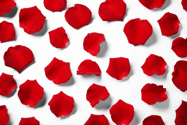 stock image Beautiful red rose petals on white background, top view