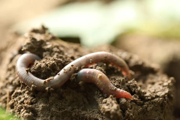湿土中的蠕虫 特写镜头 陆生无脊椎动物 — 图库照片