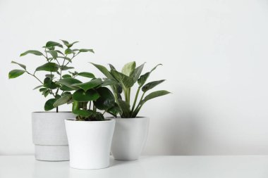 Beyaz duvarın yanındaki çekmecelerde saksıda bir sürü farklı ev bitkisi var.