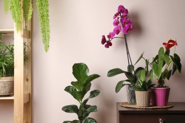 Bej duvarın yakınındaki çömleklerde güzel bitkiler. Ev dekorasyonu