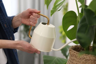 Woman watering beautiful potted houseplant indoors, closeup clipart