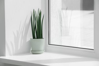 Pencere kenarındaki sansevieria silindirik güzel bir bitki. Metin için boşluk