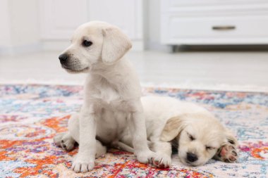 İçerideki halının üzerinde sevimli küçük köpekler. Sevimli hayvanlar.