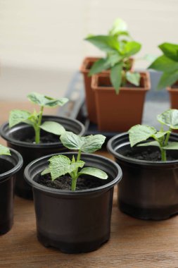 Tohumlar plastik kaplarda yetişiyor ve ahşap masada toprak var.