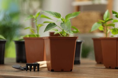 Tohumlar plastik kaplarda yetişiyor, toprak ve bahçe aletleri ahşap masada, yakın plan.