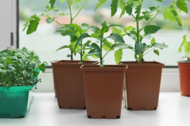 Pencere kenarında toprak olan plastik kaplarda farklı fideler yetişiyor.