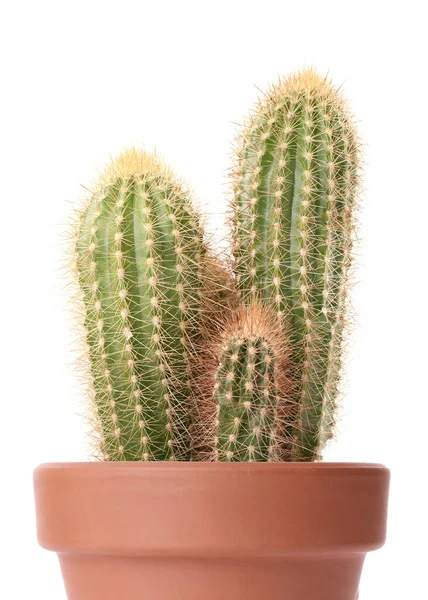 Piękne Zielone Kaktusy Doniczce Terakoty Izolowane Białym — Zdjęcie stockowe