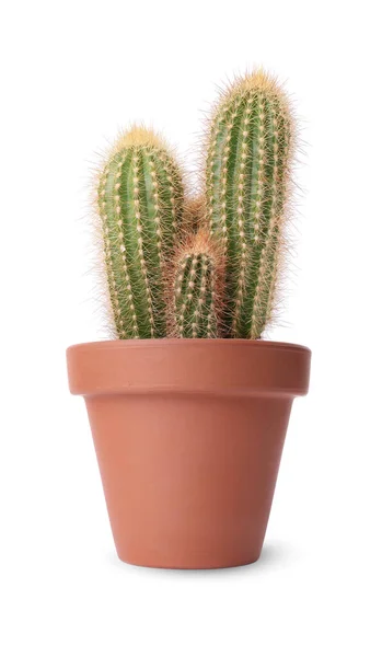 Hermosos Cactus Verdes Maceta Terracota Aislados Blanco —  Fotos de Stock