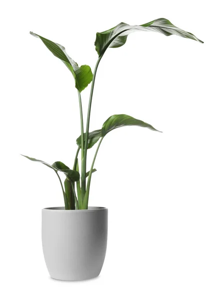 Indah Spathiphyllum Dalam Pot Pada Latar Belakang Putih Dekorasi Rumah — Stok Foto