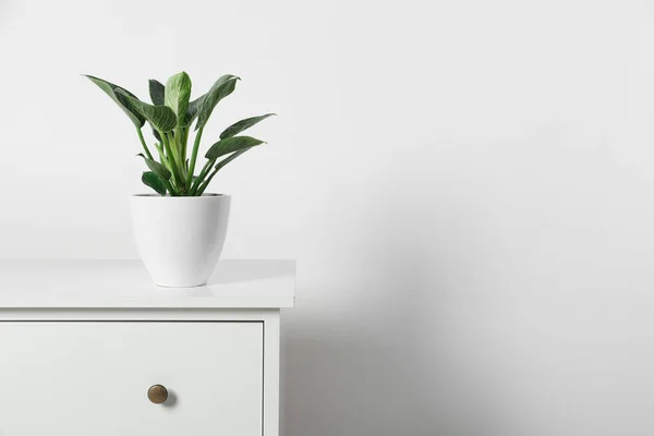 Potted Philodendron Meja Kayu Dekat Dinding Putih Ruang Untuk Teks — Stok Foto