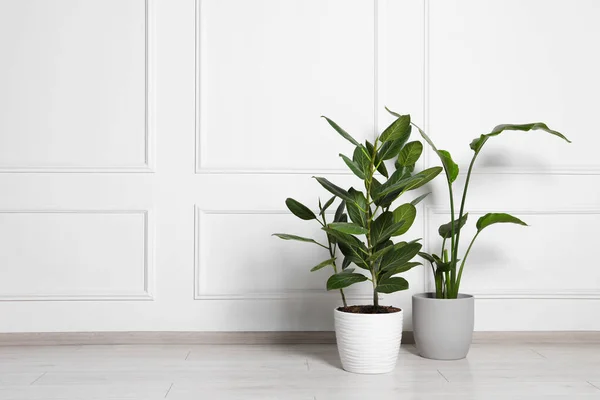 Plantas Sala Diferentes Vasos Chão Perto Parede Branca Dentro Casa — Fotografia de Stock