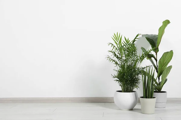 Veel Verschillende Kamerplanten Potten Vloer Buurt Van Witte Muur Binnen — Stockfoto