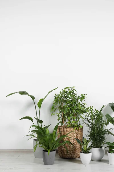 stock image Many different houseplants in pots on floor near white wall indoors, space for text