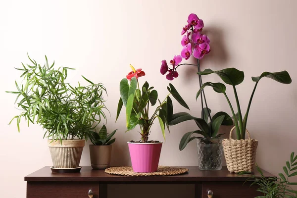 Belles Plantes Intérieur Dans Des Pots Sur Table Près Mur — Photo
