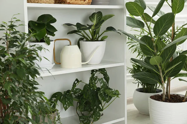 Grüne Topfpflanzen Auf Weißen Regalen Und Fußboden Innenräumen — Stockfoto