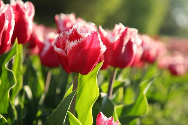 Mooie Roze Tulp Bloemen Groeien Het Veld Zonnige Dag Close — Stockfoto