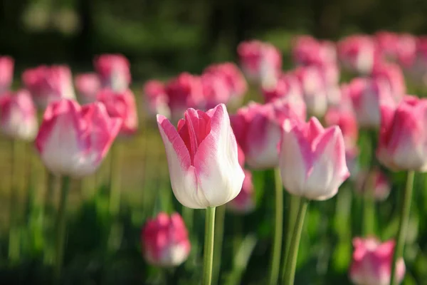 Цветы Розового Тюльпана Растущие Поле Солнечный День — стоковое фото