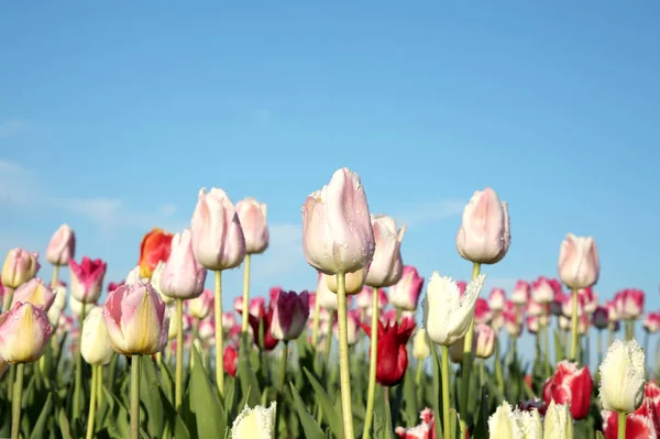 Belles Fleurs Tulipes Colorées Contre Ciel Bleu — Photo