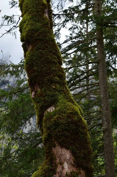 Tree trunk overgrown with moss in forest