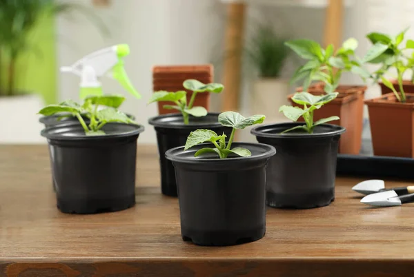 Seedlings growing in plastic containers with soil and gardening tools on wooden table