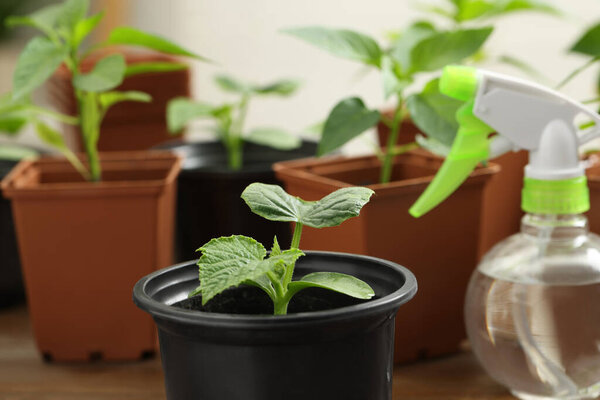 Seedlings growing in plastic containers with soil on table, closeup
