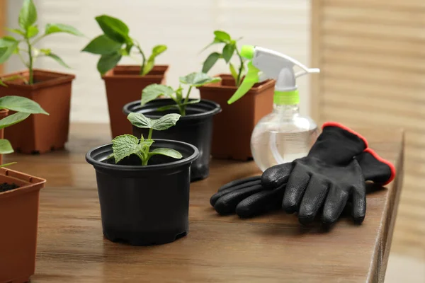 Seedlings growing in plastic containers with soil, gardening gloves and spray bottle on wooden table