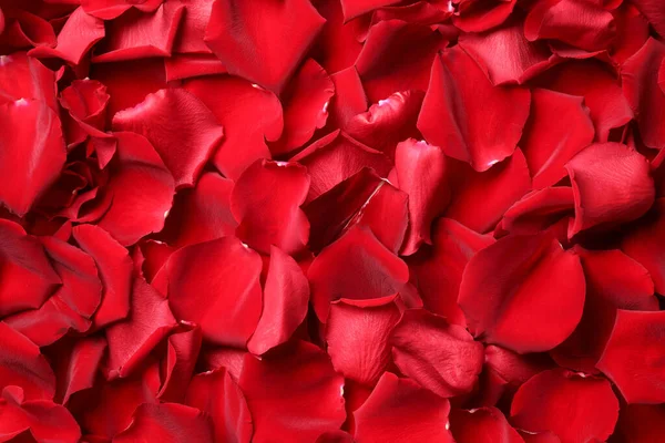 バックグラウンド トップビューとして美しい赤いバラの花びら — ストック写真