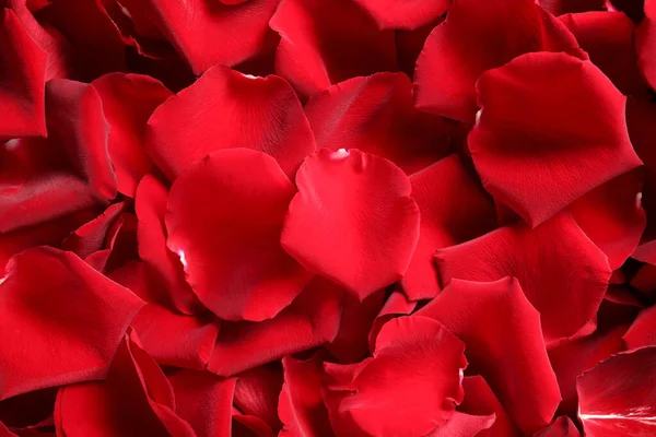 Красивые Красные Лепестки Роз Качестве Фона Вид Сверху — стоковое фото