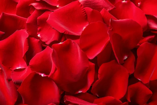 Schöne Rote Rosenblätter Als Hintergrund Draufsicht — Stockfoto