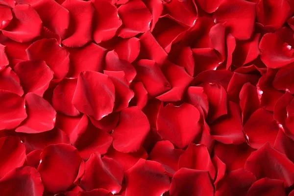 Красивые Красные Лепестки Роз Качестве Фона Вид Сверху — стоковое фото