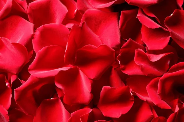 Schöne Rote Rosenblätter Als Hintergrund Draufsicht — Stockfoto