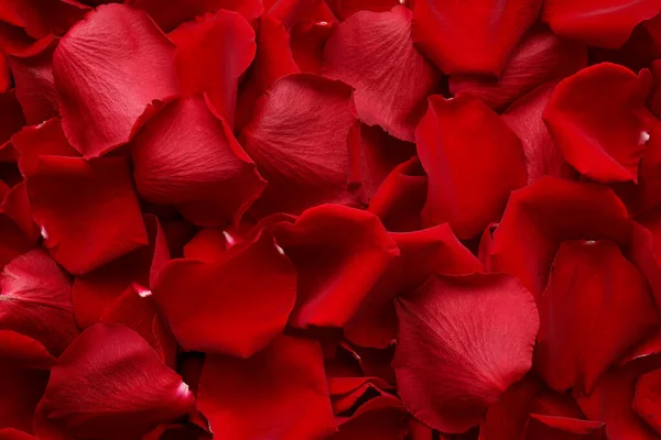 Piękne Czerwone Płatki Róż Jako Tło Widok Góry — Zdjęcie stockowe