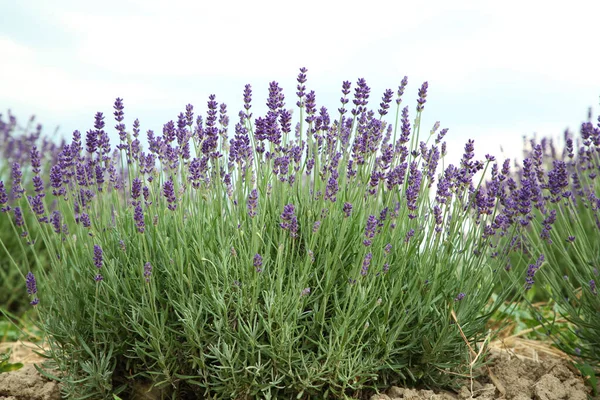 Uitzicht Prachtige Bloeiende Lavendel Groeien Het Veld — Stockfoto