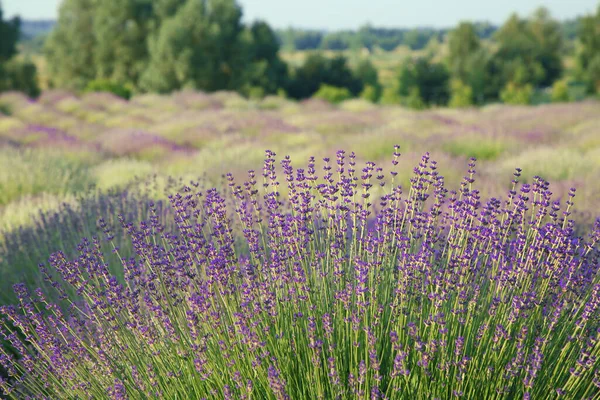 stock image Beautiful view of blooming lavender growing in field