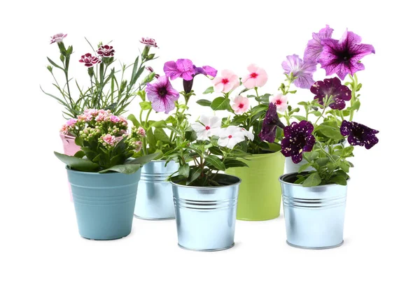 Beautiful Flowers Different Pots Isolated White — Stock Photo, Image