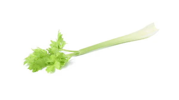 Čerstvě Zelený Celer Stonek Izolovaný Bílém — Stock fotografie
