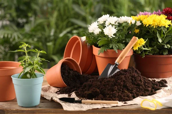 Beautiful Flowers Pots Soil Gardening Tools Wooden Table Outdoors — Stock Photo, Image