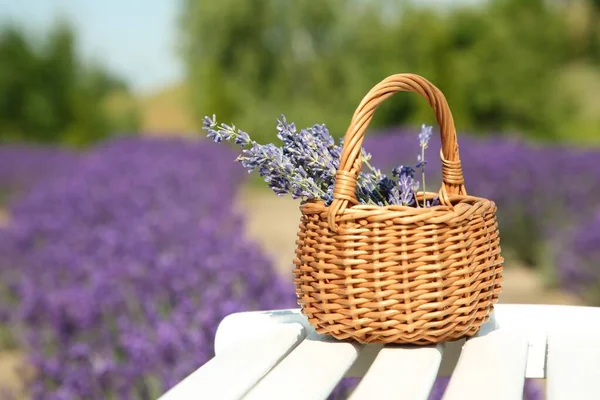 Weidensack Mit Schönen Lavendelblüten Auf Weißer Holzbank Feld Platz Für — Stockfoto