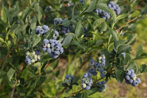 Bush Wild Blueberry Berries Growing Outdoors — Zdjęcie stockowe