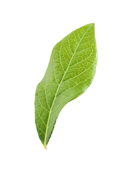 Una Foglia Mirtillo Verde Isolata Bianco — Foto Stock