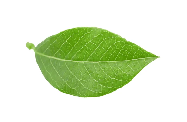 Jeden Zelený Borůvkový List Izolovaný Bílém — Stock fotografie