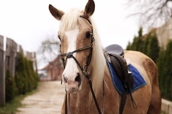 Roztomilý Kůň Kráčí Venku Krásný Domácí Mazlíček — Stock fotografie
