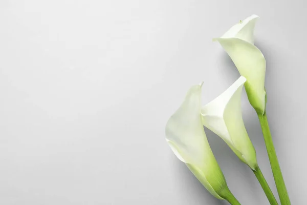 Bunga Lili Calla Yang Indah Pada Latar Belakang Putih Berbaring — Stok Foto