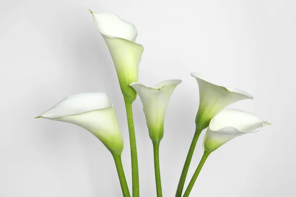 Schöne Calla Lilie Blumen Auf Weißem Hintergrund — Stockfoto