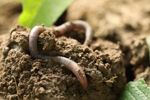 Earthworms in soil Stock Photos, Royalty Free Earthworms in soil Images