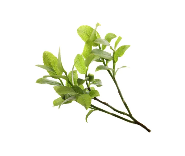 Ramo Mirtilo Com Folhas Verdes Frescas Isoladas Branco — Fotografia de Stock