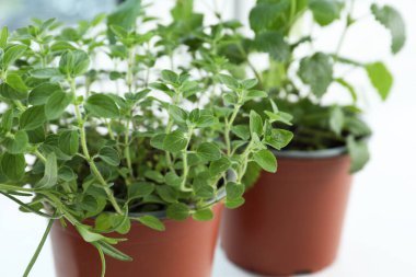 Pencere pervazında farklı taze otlar, yakın plan.