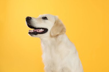 Sarı arka planda şirin Labrador Retriever. Sevimli hayvan