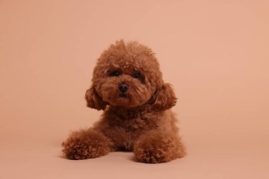 Bej arka planda sevimli bir Maltipoo köpeği. Sevimli hayvan
