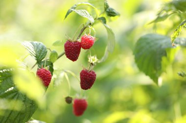 Dışarıdaki çalılıklarda yetişen kırmızı ahududular, yakın plan. Metin için boşluk